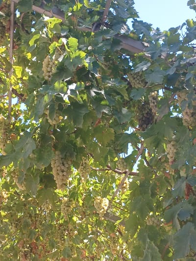 A cluster of ripe green grapes hangs from a vine overhead, its broad leaves filtering the sunlight. The grapes are plump and abundant, suggesting a successful harvest. The scene appears to be in an outdoor setting, possibly a vineyard or a garden, with the clear blue sky visible through the foliage. The image captures a moment of natural abundance, highlighting the beauty of freshly grown produce.