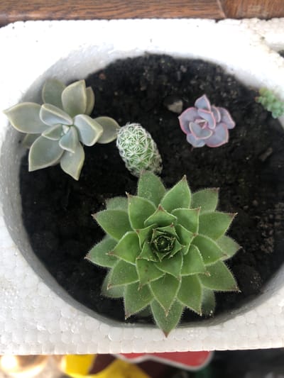 A close-up, overhead shot captures a variety of succulents planted in dark soil within a white, textured pot. The pot appears to be made of styrofoam. In the foreground, a large, green succulent with pointed, hairy leaves forms a star shape. To its upper left, a pale green succulent with broad, fleshy leaves is positioned. To the upper right of the large green succulent is a small, cylindrical cactus with white spines. Further to the right and slightly behind the cactus is a pale purple succulent with delicate, layered leaves. Another small, green succulent with trailing stems is visible in the upper right corner. The background shows a brown wooden surface. The scene is indoors, likely a home environment, and does not provide any visual clues to its specific location within Chiatura, Georgia.