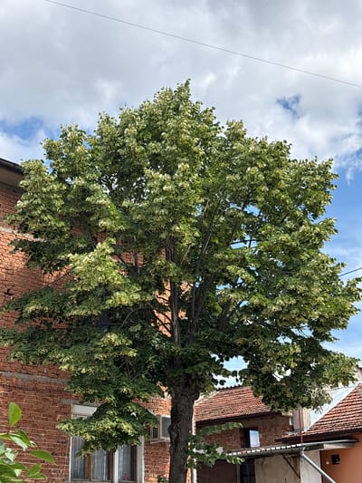In the city of Strelcha, Bulgaria, a mature tree with vibrant green and yellow foliage stands prominently in the foreground. Its branches extend outwards, partially obscuring a red brick building to the left, which features windows and an air conditioning unit. In the background, a section of a residential area is visible with terracotta-tiled roofs. The sky above is a mix of blue and white clouds, with a thin wire stretching across the upper portion of the frame. The scene is captured from a low angle, emphasizing the scale of the tree.