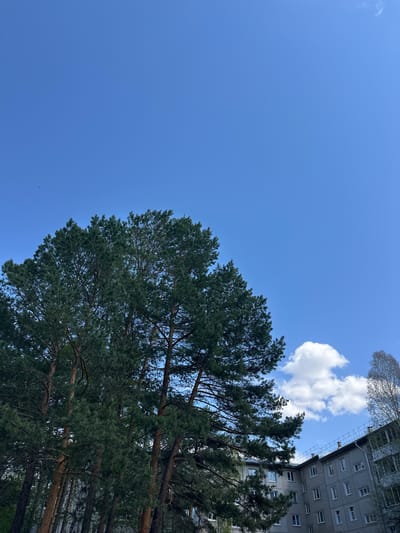 A low-angle shot of a blue sky with a few white clouds. A tall, green pine tree occupies the right side of the frame, with a building partially visible behind it. The building is light gray with rows of windows. The location is likely in Sayansk, Russia, based on the request.