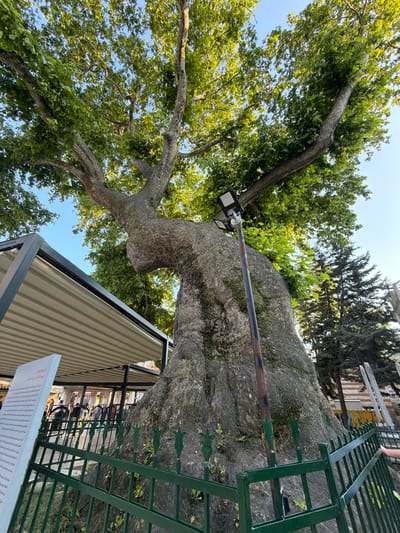 An eye-level, wide-angle shot captures a majestic, ancient plane tree with a massive, gnarled trunk, its thick branches reaching towards a clear blue sky. Sunlight filters through the dense, green foliage, illuminating parts of the tree. A modern, metal-framed awning with a light-colored, corrugated roof extends from the left side of the frame, providing shade. In the foreground, a dark green metal fence with decorative tulip-shaped finials encloses the base of the tree, preventing access. To the left of the tree, a white information board, leaning slightly, displays text in a non-English script, presumably detailing the tree's history or significance. A single pole with two modern LED lights is mounted on the trunk. In the background, beyond the fence, there are glimpses of buildings, people, and other trees, suggesting an urban or park-like setting. The overall scene conveys a sense of historical significance and natural grandeur, indicative of a preserved natural monument. The location is the Eyüpsultan district of Istanbul, Turkey, known for its historical sites and green spaces.