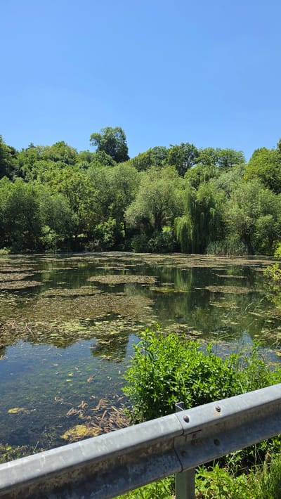 The image displays an outdoor natural scene in Pernik, Bulgaria, featuring a placid water body surrounded by dense vegetation under a clear blue sky. The upper approximately one-third of the frame shows an uninterrupted bright blue sky. Below the sky, a verdant hillside covered with numerous deciduous trees of varying shades of green forms the background. The trees extend down to the edge of a pond or lake, reflecting partially in its dark surface.
The water body occupies the middle and lower portions of the image. Its surface is extensively covered with floating aquatic plants, including lily pads and what appears to be algae or duckweed, particularly concentrated in patches. Towards the foreground, the water becomes clearer, revealing submerged vegetation, fallen branches, and other organic debris on the bottom. Reeds or tall grasses are visible along the far bank of the water body, near a prominent weeping willow tree on the right side.
In the immediate foreground, a metallic, grey guardrail runs horizontally across the bottom right of the image, indicating proximity to a road or pathway. Bright green leafy plants grow in front of and around the guardrail. There are no people or animals visibly present in the scene. The overall impression is one of a tranquil, overgrown natural area.