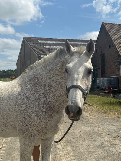 A dappled grey horse with a black halter stands in a gravelly yard. The horse is facing the camera, its head and neck filling the right side of the frame. Behind the horse, a red brick barn with a tiled roof is visible, along with a lighter-colored building with a similar roofline. In the background, a line of trees and a blue sky with white clouds complete the scene. The ground appears to be a mix of dirt and gravel, with tire tracks visible. The overall environment suggests a rural setting, likely a farm or equestrian facility. The location is the commune of Estaimpuis, Belgium.