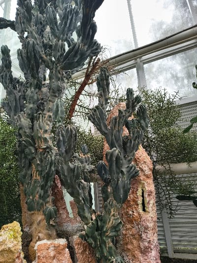 A lush cluster of cereus cacti sprawls, its arms branching and twisting with a grayish-green hue. They are supported by a structure with a textured, rocky surface in shades of brown, orange, and white. Wispy greenery fills the space behind the cacti, and a glimpse of a greenhouse ceiling is visible at the top of the frame. The image is rotated, presenting a slightly disorienting, upward view.