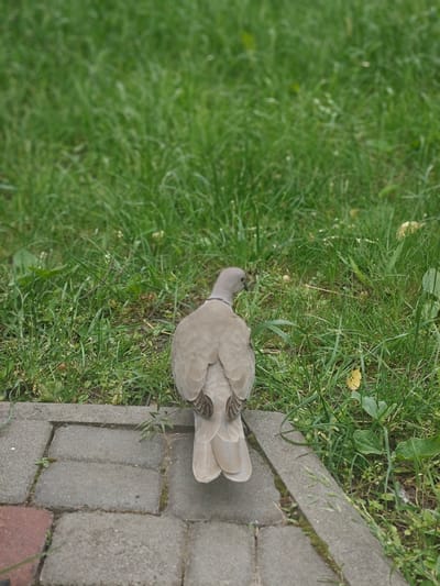 A collared dove stands on a paved surface, facing away from the camera, with its back to a grassy area. The dove is light brown with darker markings on its tail feathers and a dark ring around its neck. The paved surface is made of interlocking rectangular stones. The grassy area behind the dove is lush and green, with some fallen leaves scattered throughout. The image appears to have been taken outdoors in a park or garden setting, likely in the city of Hadiach, Ukraine, given the context of the question.