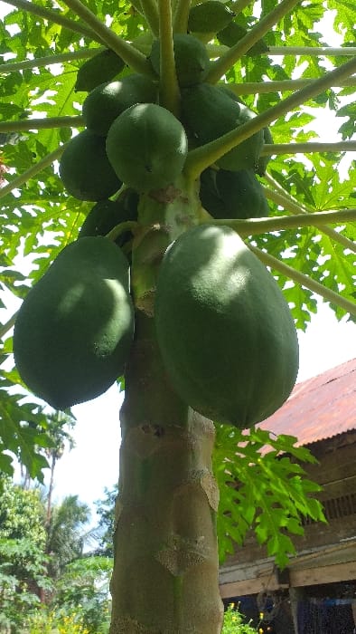 The image displays a detailed, low-angle perspective of a thriving papaya tree, laden with numerous green, unripe papayas. The tree's central trunk, exhibiting a light green to brown coloration, dominates the midground, with approximately fifteen papayas of varying sizes directly attached to its surface and upper branches. Large, vibrant green, palmate papaya leaves radiate from the trunk and branches, many illuminated by direct sunlight, which also casts defined shadows on the fruit. The environment suggests an outdoor, daytime setting under bright sun. In the left background, additional lush green tropical vegetation is visible, including tall palm trees. To the right, a portion of a structure featuring a rusted, corrugated metal roof and exposed wooden beams or siding is present. No individuals, activities, or interactions are depicted. The scene is situated in Serdang, Indonesia.
