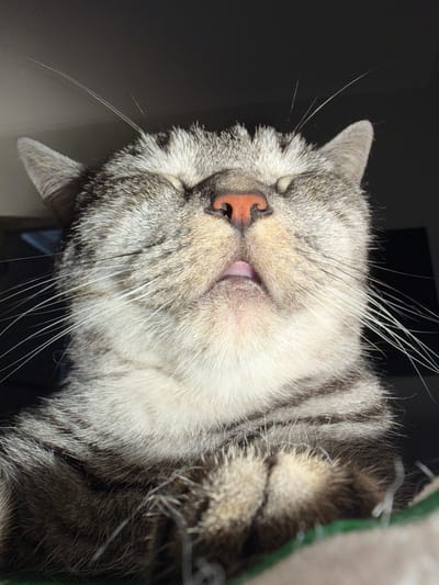 The image depicts a close-up of a gray tabby cat sleeping on its side. The cat's eyes are closed and its mouth is slightly open, revealing its tongue. The cat's fur is patterned with gray and black stripes. Long white whiskers are visible around its face. The background is dark, with a hint of green on the left side of the frame. No information regarding Yuzhny, Russia is available in the image.