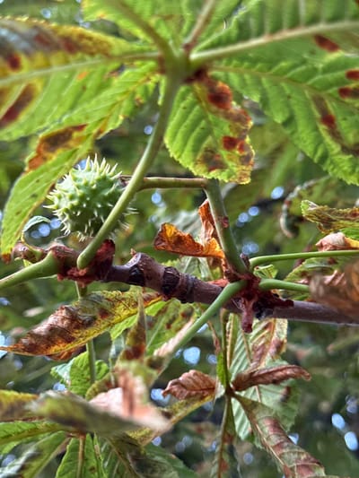 This is a close-up, low-angle shot of a horse chestnut tree branch with green leaves and a spiky green fruit. The leaves are showing signs of seasonal change with brown spots and some wilting. The fruit, a developing conker, is spiky and green, indicating it is not yet ripe. The tree branch is brown and woody, with several green stems branching off. The background is blurred, suggesting a shallow depth of field, and consists of more green foliage and out-of-focus circular bokeh lights, possibly from the sky or distant lights. The lighting appears natural, suggesting it could be daytime. There is no visible text in the image. The scene suggests an outdoor natural setting, likely in autumn given the condition of the leaves.