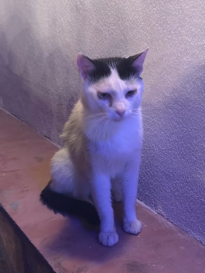 A domestic cat, predominantly white with black markings on its head and tail, sits on a reddish-brown ledge against a textured, purplish-grey wall. The cat is facing the viewer, with its head tilted slightly downwards. The lighting suggests an artificial, possibly colored light source. The scene is indoors, in Hadzhidimovo, Bulgaria. The cat appears calm and still.