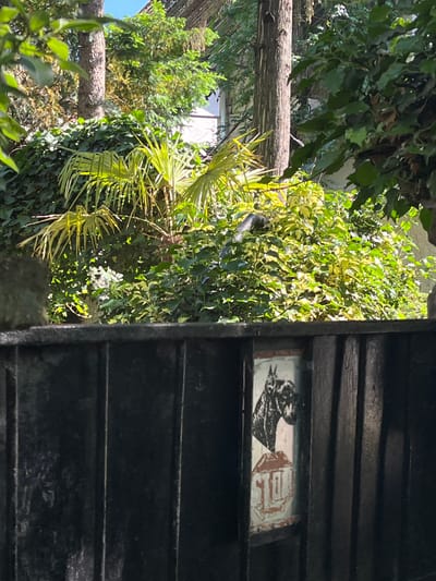 The image shows a view of greenery and a dark wooden structure, potentially a fence or shed, with a small, framed picture affixed to it. The picture, visible between the wooden slats, features an image resembling a portrait and a symbol. The foliage includes various types of trees and plants, including palm-like leaves and leafy vines. A tree trunk cuts across the middle of the frame. The image is taken in a location that appears to be outdoors, with ample vegetation. I can't find any evidence in the image that would allow me to determine if the photo was taken in Novi Sad, Serbia.