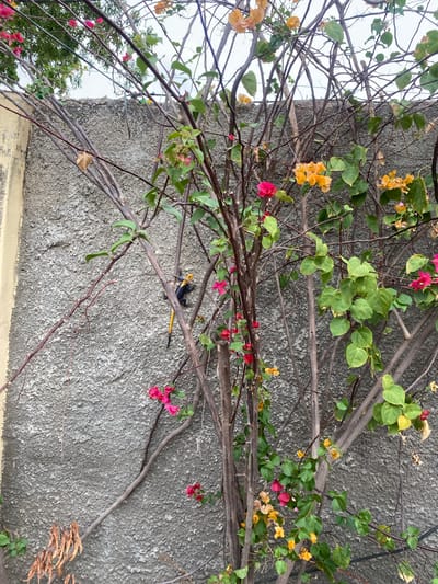The image captures a close-up view of a flowering bougainvillea plant with vibrant pink and yellow blossoms, climbing a textured grey concrete wall. The wall, likely part of a building exterior, shows signs of weathering. Several thin, woody stems and branches of the bougainvillea are visible, interspersed with green leaves and dried, brown foliage.
In the mid-ground, a lizard with a bright yellow head and black body, and a long yellow tail, is perched on one of the bougainvillea branches, clinging to the wall. The lizard appears to be a male Agama lizard, possibly an Agama picta or a similar species. The background reveals a hazy sky and hints of greenery from distant trees. The scene is set against the backdrop of Giginyu, Nigeria, suggesting an urban or suburban environment. The lighting indicates it is daytime, possibly overcast or late afternoon, given the soft shadows.