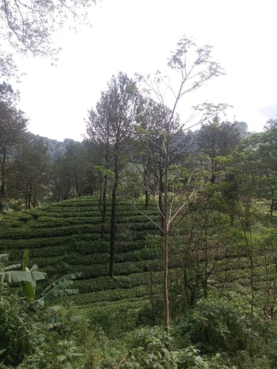 The image depicts a verdant, hilly landscape located in Thanthirimale, Sri Lanka. The scene is dominated by a meticulously terraced tea plantation covering a significant portion of a hillside, extending from the midground to the lower background. Rows of dark green tea bushes form distinct, undulating horizontal lines across the slope. Several tall, slender trees with light brown trunks and sparse green foliage are interspersed within the tea plantation and ascend towards the sky. In the immediate foreground, dense, uncultivated tropical foliage, including several broad banana leaves on the far left, partially obscures the lower part of the hillside. The background consists of a dense forest canopy and additional hills, receding into the distance. The sky above is bright and appears overcast, with tree branches from the extreme top left partially silhouetted against it. No individuals, man-made objects (other than the cultivated tea plants), specific actions, or interactions are discernible within the frame.