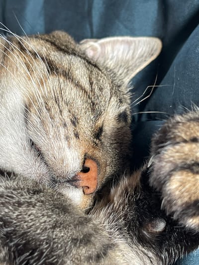 The image shows a close-up of a sleeping cat curled up, with its face and paws visible. The cat has tabby markings on its fur, and its nose is a light pink color. It appears to be resting on a dark blue fabric, possibly a blanket or clothing. There are no people or indications of the city of Zaķumuiža, Latvia in the image.