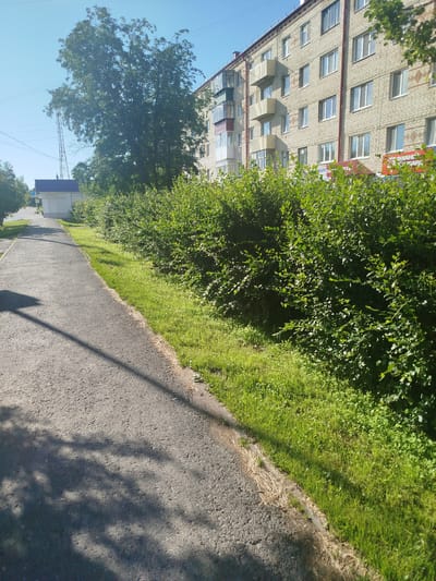 The image shows a residential area in Zavodoukovsk, Russia, on a sunny day. In the foreground, a paved path runs diagonally from the bottom left to the middle of the image, casting a shadow from a tree. To the right of the path is a thick, green hedge bordering a grassy area. Behind the hedge, a multi-story apartment building constructed of light-colored bricks is visible. The building has numerous windows and small balconies. To the left of the path, beyond the hedge, a white building with a dark roof is situated. Further in the background, a tall metal tower with some antennas rises against a clear blue sky. Green trees are also present throughout the scene. There are no people visible in the image.