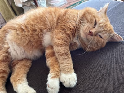 An orange tabby cat is lying on its side on a brown textured surface, likely a piece of furniture. The cat is mostly orange with white markings on its chest and paws. Its eyes are partially closed, giving it a sleepy or relaxed appearance. The cat's paws are crossed in front of its body. The background is slightly blurred but appears to be an indoor setting, with hints of furniture and possibly curtains. The lighting suggests it's daytime, but the weather is not discernible. The image captures a moment of rest for the feline.