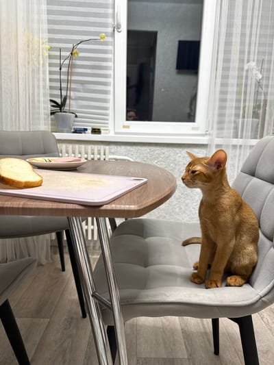The image depicts an indoor scene, likely a kitchen or dining area, with a cat sitting on a chair. The cat is a ginger-colored Abyssinian, with large ears and a slender build. It is seated on a gray upholstered chair, facing to the left of the frame. In the foreground, a round, wooden table is visible, with a slice of bread and a plate containing slices of ham on a cutting board. Behind the table, a window is prominent, with blinds and sheer curtains. Several potted plants, one with yellow flowers, are placed on the windowsill. A reflection in the window shows a person's face and a television screen. The flooring is light-colored wood laminate. There is no explicit indication that this location is in Stary Oskol, Russia.