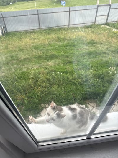 A white and gray cat sits on a windowsill, looking out through a window at a green, grassy area. The cat's fur is short, with gray patches on its head and back, and white fur on its chest and paws. Its eyes are light green, and it is gazing downwards. The windowsill appears to be made of white plastic.

Outside the window, there is a large expanse of green grass, dotted with small white and yellow wildflowers. To the left, a corrugated metal fence or structure is visible, with a blue road sign that has white lettering. The overall scene suggests an outdoor setting, possibly a yard or a field, with a fence indicating a boundary.

The lighting suggests it is daytime, with the sun casting some shadows. The reflection on the glass indicates the photo was taken from inside. There are no people visible in the image. The activity is simply the cat observing the outside world. The location context of Tuishevo, Russia, is provided separately and is not directly discernible from visual cues within the image itself, beyond the general suggestion of a rural or suburban environment.