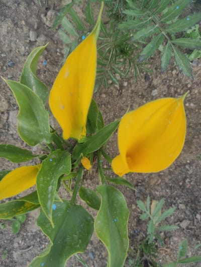 This media file shows a close-up, overhead view of yellow calla lilies with green leaves. The flowers and leaves are scattered across a dry, sandy ground with small stones and bits of dried plant matter. There are small, bright blue specks scattered across some of the leaves and on the ground, which appear to be paint or some other artificial substance. The lighting suggests it is daytime, and the scene is outdoors, likely in a garden or natural setting. There are no people or animals visible. The overall impression is one of natural elements contrasted with artificial markings. The location context provided is Sary-Kamysh, Kyrgyzstan.