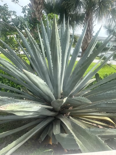 This is a medium shot, eye-level, full-frame photograph of a large agave plant in Boca Raton, Florida. The plant is dominant in the frame, with its thick, pointed, pale green leaves radiating outwards. The leaves have serrated edges and are covered in a fine, powdery coating. In the background, there are palm trees, a well-manicured lawn, and a portion of a residential building with a grey roof and white siding. The sky is overcast. The image appears to have been taken on a street or sidewalk, suggesting it is in a residential or public area within the city.