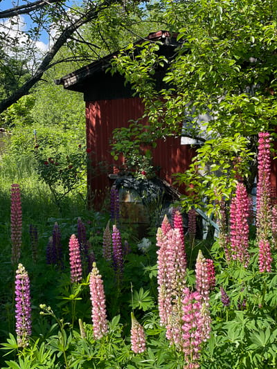 A sun-drenched, close-up shot captures a vibrant garden scene in Rudartsi, Bulgaria, dominated by tall, blooming lupines in shades of pink and purple. The flowers are densely packed in the foreground, their spiky inflorescences reaching towards the sky. Behind the lupines, a rustic red wooden shed with a dark roof stands partially obscured by lush green foliage and the branches of a mature tree. The shed's corrugated metal siding is visible. In the mid-ground, a cluster of red roses adds a touch of contrasting color, while further back, dense greenery and trees form a verdant backdrop. A large, weathered metal barrel, possibly for storage, is visible next to the shed. The overall impression is one of a secluded, flourishing garden on a bright, clear day.