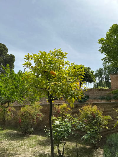 An outdoor, sunlit garden scene in Granada, Spain, features a vibrant orange tree prominently in the foreground to mid-ground. The tree is laden with lush green leaves and several ripe, orange fruits. Above the tree, the pale blue sky is visible, with hints of faint clouds, framed by green foliage from other trees in the upper and lower left.
In the mid-ground, a textured brick wall stretches horizontally across the scene. An ornate black metal fence or gate is visible through an opening or above a section of the brick wall, suggesting a boundary or architectural feature. Below the wall and to the right, several garden bushes are planted, some displaying small red berries, and at least one white rose is in bloom. The ground consists of patches of sparse green grass and light brown earth, with dappled shadows indicating a bright day. The overall impression is one of natural beauty and historical charm in a peaceful garden setting, likely experienced during mid-morning or early afternoon. No human activity or visible text is present.