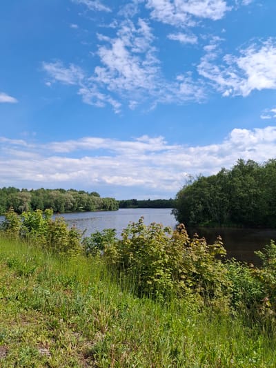 The image captures a serene, natural landscape featuring a wide body of water, lush green vegetation, and a bright blue sky. The scene is dominated by a calm expanse of water, likely a river or a large lake, stretching horizontally across the middle of the frame. Its surface appears dark blue or greenish-grey, subtly reflecting the sky and surrounding foliage.
Above the water, a clear, vibrant blue sky is visible, adorned with scattered white clouds of various sizes and shapes. Some clouds are wispy and delicate, while others are more voluminous and fluffy, suggesting fair weather.
The banks of the water body are heavily vegetated. On the far side, a dense forest line of tall, dark green trees forms a continuous, rich canopy that extends into the distance, suggesting an expansive woodland. On the near side, closer to the viewer, the bank is covered in a profusion of diverse green plants, including tall grasses and various bushes and smaller trees. Some of these plants exhibit lighter green hues or hints of reddish-brown in their leaves. The vegetation appears wild and untamed, characteristic of a natural environment.
No people, animals, or man-made structures are visible within the frame, emphasizing the untouched natural beauty of the location. The scene conveys a sense of tranquility and an abundance of nature. The bright lighting indicates it is daytime, likely a sunny morning or afternoon. The location is Sillamäe linn, Estonia.