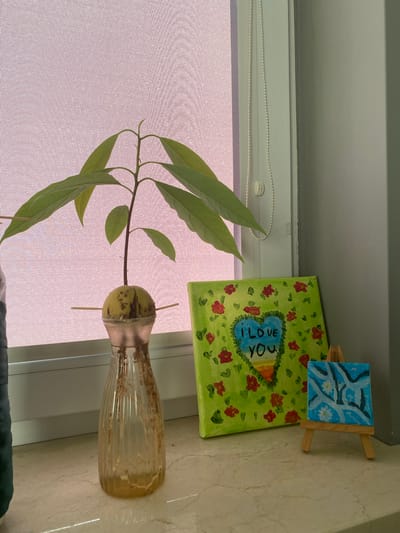 An avocado plant is growing in a glass vase on a marble windowsill. The plant has a green stem and several large green leaves. The vase contains water and the roots of the plant are visible. To the right of the vase is a painting of a heart with the words "I LOVE YOU" inside, surrounded by red flowers on a green background. Next to this painting is a small square painting of a blue and white abstract pattern on a miniature easel. The background consists of a pink, textured curtain and a gray wall. The scene appears to be indoors, possibly in a residential setting in the city of Łódź, Poland, given the context provided. No people or animals are present in the image.