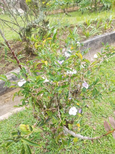 The image displays a garden scene in Nghĩa Đồng Commune, Vietnam, focusing on a flowering shrub. The central subject is a "Yesterday, Today, and Tomorrow" plant (Brunfelsia pauciflora), approximately 0.7 to 1 meter tall, featuring multiple blossoms. The flowers exhibit a color range from pure white to light purple/lavender, characteristic of the species' changing bloom stages. The shrub has dense green, oval-shaped leaves and woody, irregular branches, some of which show signs of lichen or moss growth. A segmented, reddish-brown orchid stem is visible extending into the lower portion of the frame from the left. The ground is covered with neatly trimmed green grass. In the background, a dark grey concrete planter edge runs horizontally, behind which are additional green plants and the leafless, lichen-covered branches of a larger shrub or small tree. No individuals or active interactions are present in the frame.