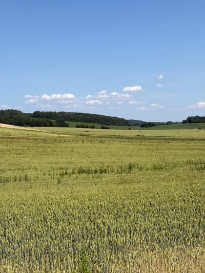 The image captures a panoramic view of a vast agricultural field, likely in the Ozyaritska-Slabadski rural council of Belarus. The scene is dominated by a tall crop, possibly wheat or barley, stretching horizontally across the frame. The crop appears to be in its mature stage, with the stalks bearing seed heads, and exhibits a uniform, light green hue, suggesting a sunny day with favorable growing conditions.
To the left of the field, a dense line of dark green trees forms a natural border, creating a visual separation between the cultivated land and the sky. Behind the trees, a gently rolling hillside is visible, hinting at the natural topography of the region. The sky above is a clear, vibrant blue, punctuated by a few wispy white clouds, indicating fair weather. The sunlight casts subtle shadows across the field, highlighting the texture and density of the crops.
The image appears to be taken during the daytime, likely late morning or early afternoon, given the bright illumination and the angle of the sun. There are no people or distinct objects visible within the frame, emphasizing the natural landscape. The overall impression is one of peaceful rural serenity and the abundance of nature. The image lacks any visible text.