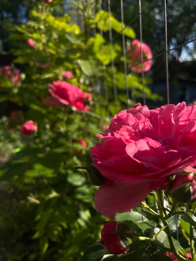 A vibrant pink rose in full bloom dominates the foreground of the image, sharply focused and illuminated by bright sunlight. Its numerous petals display rich pink hues, marked by strong highlights and shadows that emphasize its texture and depth. To the right of the main bloom, a developing pink rosebud is visible, nestled among green foliage.
The background and midground feature a soft blur of other pink roses and rosebuds, along with abundant green leaves and stems, creating a lush, natural environment. Thin, horizontal metal wires, possibly part of a trellis or support system, are discernible in both the foreground and blurred background.
The strong, natural lighting suggests a clear, sunny day, likely morning or late afternoon, enhancing the vivid colors of the flowers and foliage. The overall setting is an outdoor garden, conveying a sense of natural beauty and growth. This scene is located in Novopokrovskaya, Russia. There is no visible text in the image.