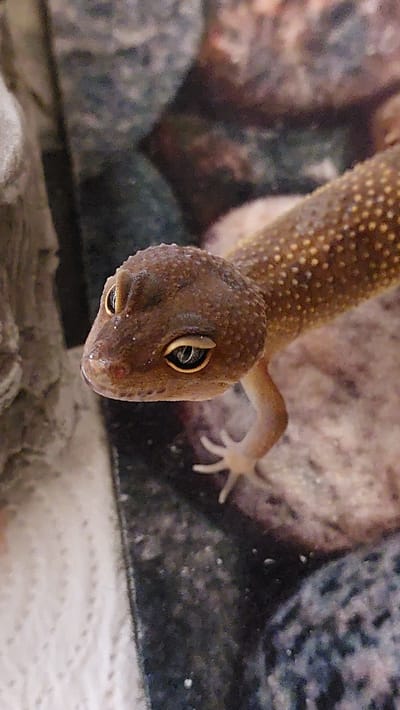 This is a close-up, eye-level shot of a leopard gecko. The gecko is facing downwards and its head is filling the majority of the frame. Its skin is brown with a pattern of small, yellow dots. The gecko has large, prominent eyes with slit pupils, and its mouth is slightly open, revealing a hint of its tongue. One of its front legs is visible, bent at the elbow, with its toes splayed out. The background is blurred and consists of various rocks and a textured surface, possibly paper towel, often used in reptile enclosures. The lighting appears to be artificial, highlighting the texture and details of the gecko's skin and eyes. The scene is set in an indoor environment, likely a terrarium, with no indication of the time of day or weather conditions. No text is visible in the image.
