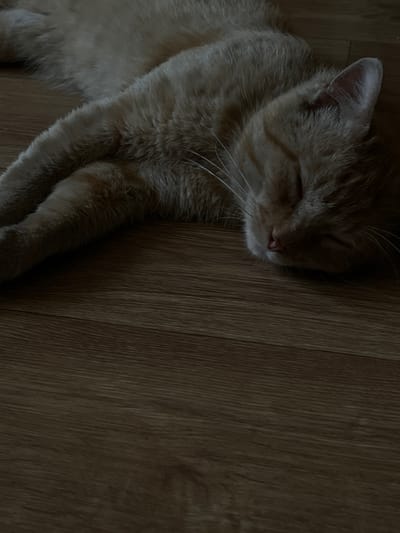 The media file shows a close-up, overhead shot of an orange tabby cat sleeping on a wooden floor. The cat is lying on its side with its eyes closed and its body relaxed. Its fur is a warm orange color with darker tabby markings. The wooden floor has a visible grain pattern. The lighting is dim, suggesting it might be nighttime or a dimly lit room. The overall mood is peaceful and tranquil, conveying a sense of comfort and rest. No people, text, or external location cues are visible within the frame. The image focuses entirely on the sleeping feline and its immediate surroundings.