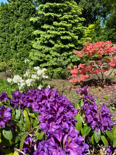 The image shows a garden scene with a variety of plants in bloom. In the foreground, there are purple rhododendrons in full bloom. Behind the rhododendrons, there are shrubs with pink and white flowers, as well as evergreen trees. The location is Wielka Wieś, Poland.