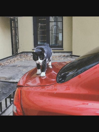 A black and white cat stands on the red trunk of a car. The cat is facing forward, with its eyes wide open and its whiskers fanned out. Its fur is sleek and shiny, and its paws are white. The car is parked on a wet, gray surface, and there are fallen leaves scattered around. In the background, a building with a yellow facade and a dark-paned window can be seen. The location of this scene is not Saint-Août, France, but rather an urban or suburban environment.