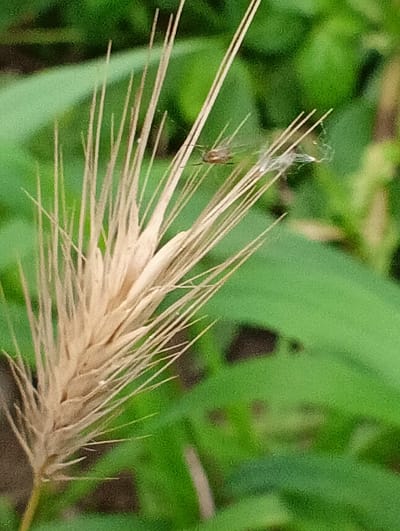 A close-up, macro photograph shows a dry wheat stalk with its spiky seed head prominently in the foreground, positioned slightly to the left of the frame. The stalk is a light tan color and has numerous thin, bristle-like structures extending outwards from a central, thicker shaft. The background is a soft, blurry green, suggesting foliage and other vegetation. In the upper right quadrant of the image, a tiny insect, possibly a fly, is visible resting on one of the wheat stalk's bristles. Near the insect, a small amount of white, wispy material, possibly spiderweb or plant fluff, is also present. The lighting appears natural, with no strong shadows, indicating it was taken outdoors in daylight. The overall impression is one of a still, natural scene, likely in a grassy or field-like environment. The specific location in Krasnyye Barrikady, Russia, is not visually indicated in the image itself, but the context provided is that this photograph was taken there.