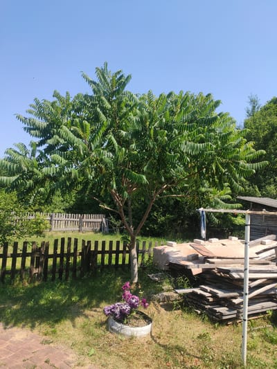 The image depicts a sunny outdoor scene in a rural or semi-rural setting, possibly a backyard or garden. A large tree with abundant green foliage dominates the center of the frame. In the foreground, a low wooden fence runs across the scene, with some sections appearing weathered. To the right of the tree, a pile of construction materials, including wooden planks and a tarp-covered object, is visible, along with a makeshift structure resembling a shed. A white pole with some markings stands near the pile. In the lower left, a planter made from a tire contains purple flowers. The ground is covered in grass and some paved bricks in the far left. The background consists of dense green trees and a clear blue sky. The image does not contain any people or evidence of recent activity, nor does it provide specific visual cues to pinpoint the location to Slonim, Belarus.
