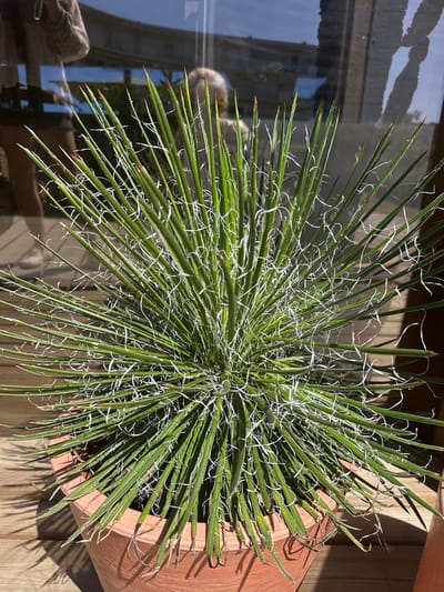 A close-up shot of a potted yucca plant with long, spiky green leaves adorned with thin, white, thread-like filaments. The plant is in a terracotta pot, which sits on a wooden deck. In the background, a glass window reflects a person taking a photo and a blurry glimpse of an outdoor scene, possibly a patio or garden with sunlight. The overall impression is one of a bright, sunny day. This scene is located on a terrace in Le Lavandou, France.