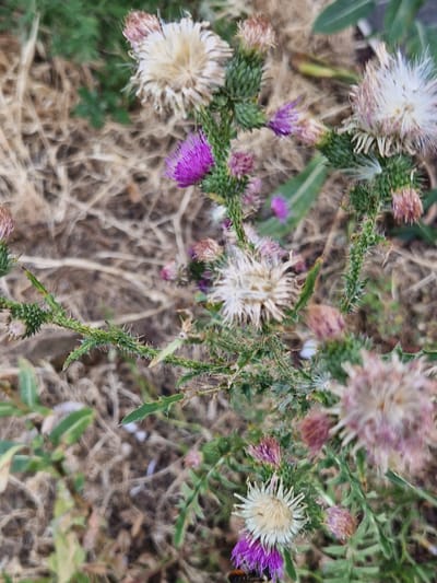 The image depicts a close-up view of several thistles with prickly green stems and purple and white flower heads. One thistle in the foreground has a prominent white and purple flower with a bee resting on its petals. The background consists of dry, brown grass and some blurred green foliage. The scene appears to be an outdoor natural setting, possibly a field or roadside verge. There is no indication of specific urban elements or structures that would definitively place it within the city of Fresnes, France.