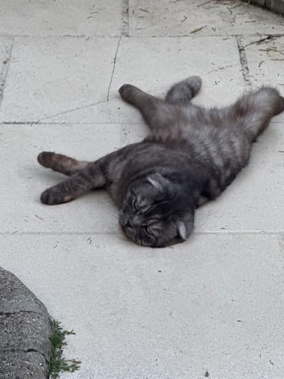 A grey tabby cat lies sprawled on its back on a paved surface, appearing relaxed or possibly overcome by heat. The cat's fur is a mixture of dark grey and lighter grey stripes, with its legs splayed outwards. Its eyes are partially closed, and its head is turned to the side. The paved surface is made of large, light-colored rectangular tiles, with visible grout lines and some small debris, such as dried leaves and twigs, scattered across it. To the lower left of the frame, a portion of a dark grey, textured object, possibly a rock or decorative element, is visible. The background is out of focus but suggests an outdoor setting with more paved areas and some green vegetation. The scene is consistent with an outdoor patio or walkway in a residential or garden area in Longpont-sur-Orge, France.
