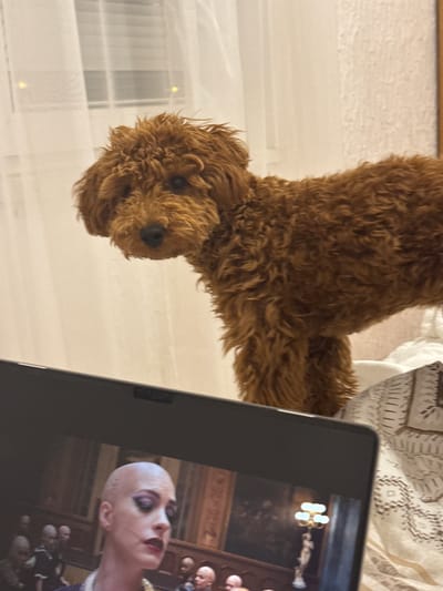 A medium shot shows a tan poodle dog next to a tablet displaying a scene with Anne Hathaway in the movie "The Witches". The environment consists of a light-colored surface and a patterned blanket in the background. The location is not discernable from the image.