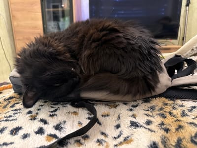 A fluffy black cat is curled up asleep on a gray backpack. The backpack is placed on a soft, leopard-print blanket. The cat's fur is long and appears to be a mix of black and dark brown. Its eyes are closed, and its head is tucked into its body. A black strap from the backpack is visible across the blanket. In the background, a television screen is visible, suggesting an indoor setting, possibly a living room. The lighting appears dim, hinting at either nighttime or a room with closed curtains. The overall impression is one of a cozy, domestic scene. There is no visible text in the image.