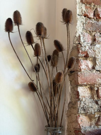 A cluster of dried thistle heads in a glass vase stands against a light-colored wall on the left and a distressed brick wall on the right. The thistle heads are brown and prickly, with long, thin stems. The brick wall is rough and weathered, with patches of white plaster visible. The overall scene is rustic and natural. The image was taken in the city of Brest, Belarus.