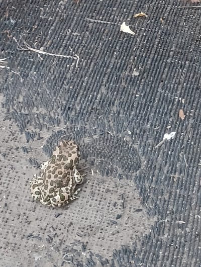 A medium shot captures a toad from a high angle. The toad is centrally located, facing towards the bottom of the frame. It has a mottled green and brown pattern of spots on its back, with lighter colored underbelly and legs. The toad is resting on a dark, textured surface that appears to be a doormat or a similar coarse material. The texture of the surface is characterized by many small, raised ridges running diagonally across the frame. Scattered around the toad are small bits of debris, possibly dried leaves or twigs. The lighting suggests it is daytime, and the overall scene appears to be outdoors, given the natural elements present. The background consists of more of the same dark, textured surface, with some areas appearing lighter or more worn than others. No text is visible in the image. The image quality is somewhat grainy, indicating it might have been taken with a phone camera or in low light conditions.