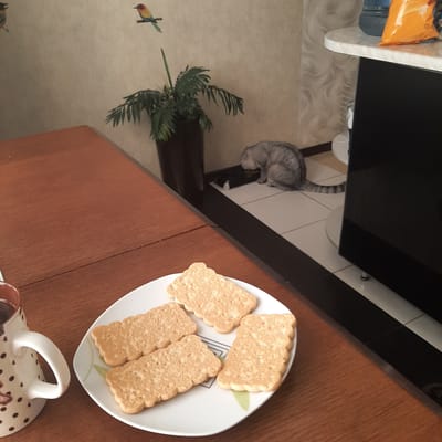 A gray tabby cat is eating from a bowl on the floor in what appears to be a kitchen. In the foreground, a plate of rectangular cookies and a mug are on a wooden table. The cookies have a textured surface and a scalloped edge. The mug is white with brown polka dots and a brown pattern on the side. A potted plant with green fronds is behind the plate of cookies. A decorative bird is on the wall above the plant. In the background, a counter with a black cabinet and a bag of chips is visible. The room has tiled flooring and a textured wallpaper. The scene is set in Sambir, Ukraine.