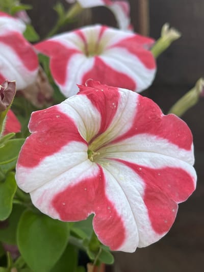 The image is a close-up, eye-level, vertical shot of several red and white striped petunias in bloom. The foreground features one large petunia, with its striped petals fanning out from a central yellow-green stamen. The stripes are irregular, with some wider than others, and a few small green leaves are visible below and to the left of the flower. In the blurred background, another similar petunia is partially visible, along with some green stems and a dark, out-of-focus background that suggests an outdoor setting. The lighting appears natural, possibly from sunlight. There is no indication of any specific location within the city of Сухая Балка, Russia, or any people or actions.