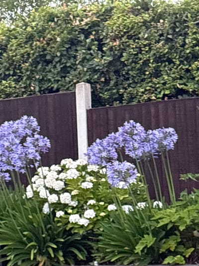 The image shows a garden with purple Agapanthus flowers in the foreground, with white hydrangeas behind them. A dark brown wooden fence runs horizontally across the mid-ground, with a grey concrete post in the center of the image. Behind the fence, there is a dense green hedge. The scene is outdoors, and the lighting suggests it is daytime. The location is identified as Chelmsford, United Kingdom. There are no people or animals visible in the image, and no actions or interactions are depicted.