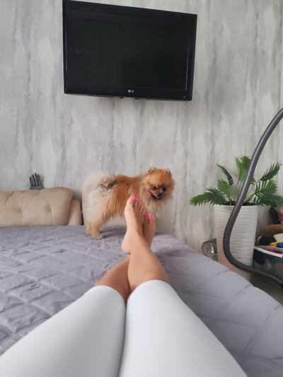 In a room in Komsomolsk-on-Amur, Russia, a Pomeranian dog stands on a bed covered with a grey quilted comforter, facing towards the right of the frame. The dog's fur is a mixture of light brown and cream. In the foreground, a person's legs are visible, with white leggings and bright pink toenails. The legs are crossed, with the person lying down on the bed. Behind the dog, a beige upholstered headboard is partially visible. Further back, a black LG television is mounted on a wall with a grey and white marbled wallpaper. To the right of the television, a green artificial plant in a white patterned pot stands on a surface, and a grey vacuum cleaner hose is visible next to it. A plastic bin containing various items is situated near the plant. The scene appears to be in a domestic setting.