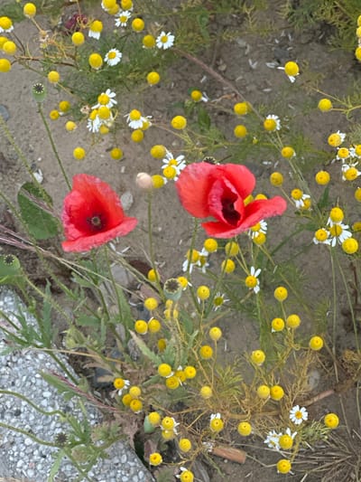This is a close-up, eye-level outdoor shot of a patch of wildflowers, specifically featuring two red poppies and numerous small white and yellow flowers, likely chamomile and common yarrow, growing amidst dry, sandy soil and sparse green foliage. The poppies are the most prominent subjects, with their vibrant red petals and dark centers. Several closed poppy seed pods are also visible. The ground is a mixture of light brown soil and scattered small grey and white pebbles, possibly from a pathway or urban edge. No people are present. The lighting suggests it is daytime, with soft shadows indicating diffused sunlight. The overall scene depicts a natural, untamed section of flora within a possibly urban or suburban setting. The presence of what appears to be a concrete kerb in the lower left suggests the edge of a paved area. Without further contextual information, it is impossible to determine the exact location within Krefeld, Germany, beyond the general observation of a ground-level outdoor environment with wildflowers.