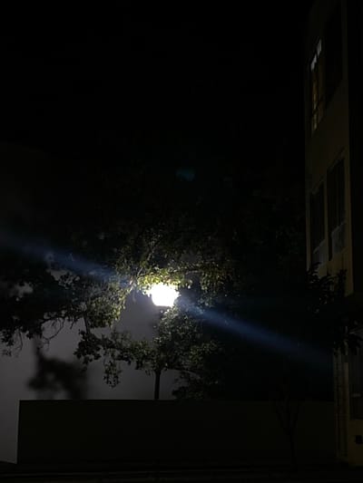A night scene shows a street light partially obscured by the leaves of a tree. The light is bright, casting a beam upward. Above the tree, the dark outlines of a building can be seen. To the right, a dark wall rises vertically. The sky is a dim gray behind the tree, contrasting with the darkness on the left side of the image.