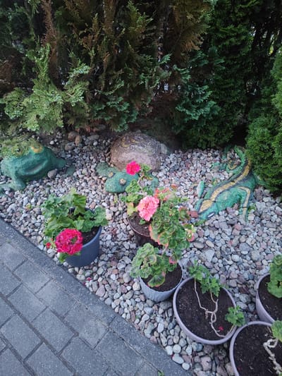A garden scene is depicted in this media file, featuring potted flowers, decorative garden statues, and a variety of coniferous trees in the background. The foreground shows a paved walkway made of grey rectangular bricks, bordering a garden bed filled with small, multi-colored stones. Several potted geraniums with vibrant pink and red flowers are placed on the stones.

Among the stones, there are at least three decorative garden statues: two frog-shaped statues, one larger and positioned to the left, and a smaller one partially obscured by a flower pot. To the right, a green and yellow striped lizard statue is visible. In the background, dense coniferous trees create a natural backdrop.

The image appears to have been taken outdoors during daylight. The lighting suggests it could be late afternoon or early evening, with soft shadows. The overall setting is a well-maintained garden, likely a residential outdoor space. There is no visible text in the image. The scene conveys a sense of tranquility and domestic garden aesthetics.